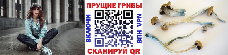 Галлюциногенные грибы прущие грибы Горбатов